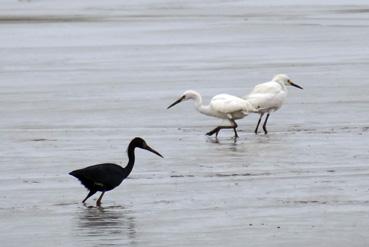 Iconographie - Une aigrette bleue et deux aigrettes sur le Mana