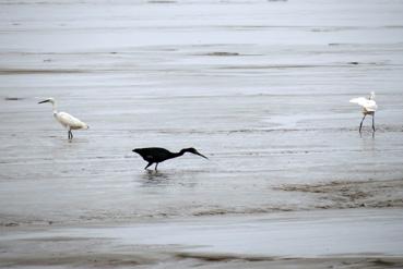 Iconographie - Une aigrette bleue et deux aigrettes sur le Mana