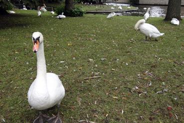 Iconographie - Brugge - Cygnes devant le Béguinage