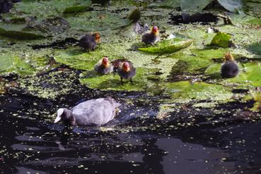 Iconographie - Delft - Foulque macroule et ses poussins