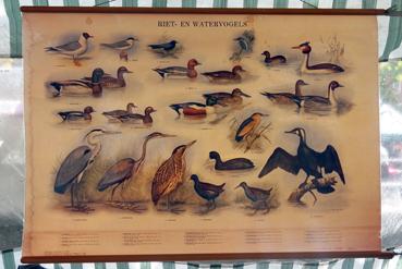 Iconographie - Delft - Tableau Riet en watervogels