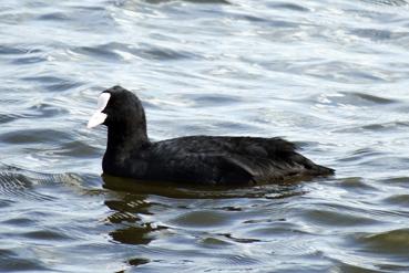 Iconographie - Kagerplassen - Foulque macroule