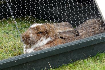 Iconographie - Marken - Lapin flamand