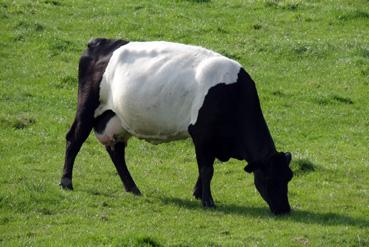Iconographie - Graft-De Rijp - Vache de race Holstein