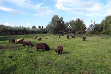 Iconographie - Zaandam - Zaans museum - Des moutons noirs