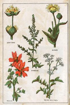 Iconographie - Planche de plantes médicinales