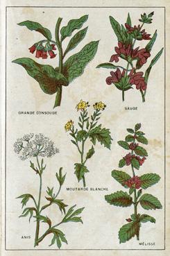 Iconographie - Planche de plantes médicinales