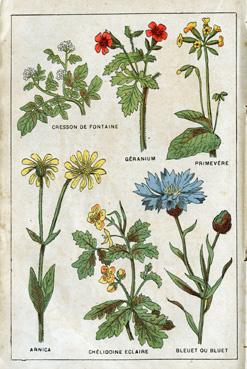 Iconographie - Planche de plantes médicinales