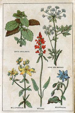 Iconographie - Planche de plantes médicinales