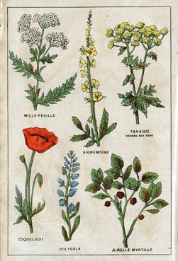Iconographie - Planche de plantes médicinales