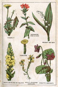 Iconographie - Planche de plantes médicinales