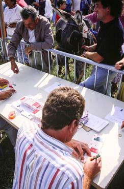 Iconographie - Kermesse - Course d'ânes, les paris