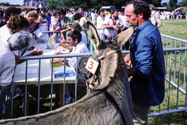 Iconographie - Kermesse - Course d'ânes, les paris