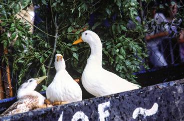 Iconographie - Kermesse - Jeu des anneaux pour couronner un canard