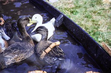 Iconographie - Kermesse - Jeu des anneaux pour couronner un canard