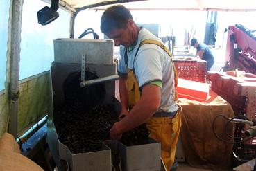 Iconographie - Triage des moules sur le bateau