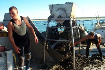 Iconographie - Triage des moules sur le bateau atelier