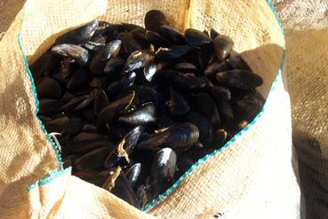 Iconographie - Moules ensachées sur le bateau atelier