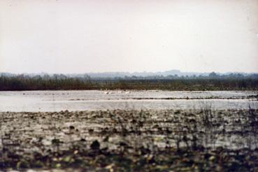 Iconographie - Les cygnes sur le lac de Grand-Lieu