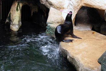 Iconographie - Classe de découverte à Noirmoutier - Visite à l'aquarium