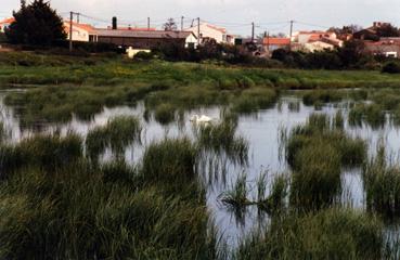 Iconographie - Cygne dans le marais