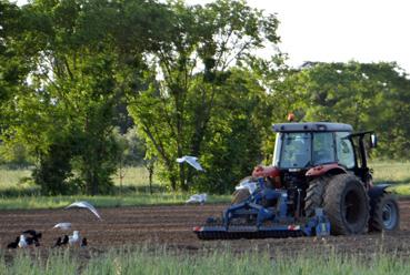 Iconographie - Vol d'oiseaux derrière un tracteur tirant une déchaumeuse