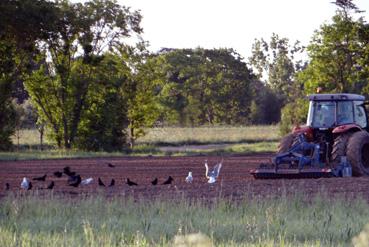 Iconographie - Vol d'oiseaux derrière un tracteur tirant une déchaumeuse