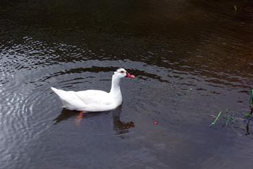 Iconographie - Canard sur la Sèvre Nantaise