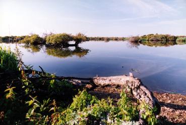 Iconographie - Souches sur le lac de Grand-Lieu