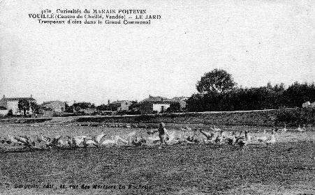 Iconographie - Le Jard - Troupeau d'oies dans le grand communal