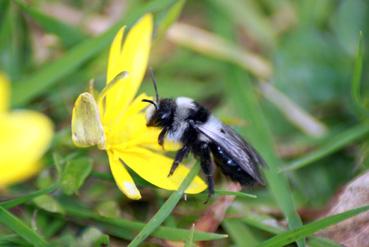 Iconographie - Une abeille sauvage, dans le cadre de Beautour