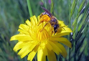 Iconographie - Une abeille sauvage, dans le cadre de Beautour