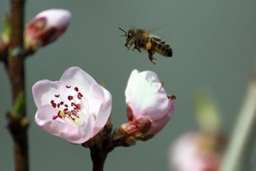 Iconographie - Une abeille domestique, dans le cadre de Beautour