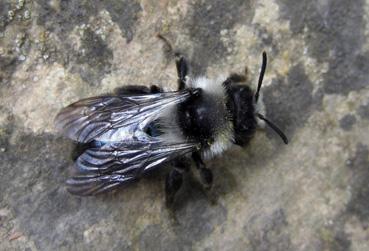 Iconographie - Andrena cineraria, dans le cadre de Beautour