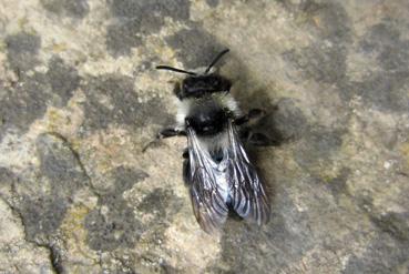 Iconographie - Andrena cineraria, dans le cadre de Beautour