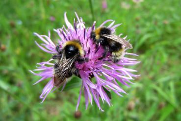 Iconographie - Abeilles à La Mevellière, dans le cadre de Beautour