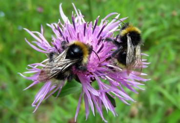 Iconographie - Abeilles à La Mevellière, dans le cadre de Beautour