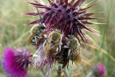 Iconographie - Abeilles de la dune du Collet, dans le cadre de Beautour