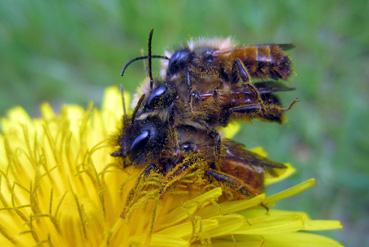 Iconographie - Abeilles au Bois Saint Louis, dans le cadre de Beautour