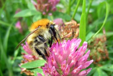 Iconographie - Abeilles au Bois Saint-Louis, dans le cadre de Beautour