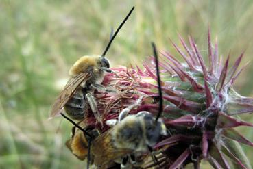 Iconographie - Abeilles de la dune du Collet, dans le cadre de Beautour