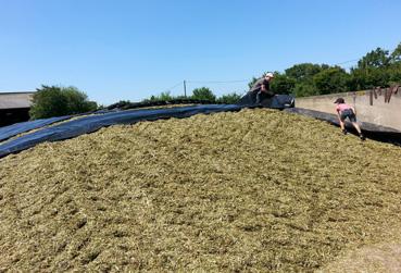 Iconographie - Ensilage par Sébastien Shwab, agriculteur biologique