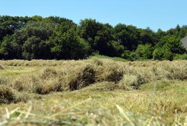 Iconographie - Fenaison par Sébastien Shwab, agriculteur biologique