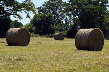 Iconographie - Fenaison avec une presse à balles rondes par Sébastien Shwab, agriculteur biologique