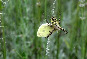 Iconographie - Argiope et une Piéride du choux