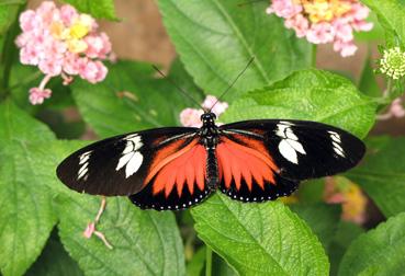 Iconographie - Heliconius doris