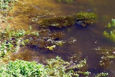 Iconographie - Grenouille dans un point d'eau à Beautour