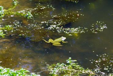 Iconographie - Grenouille dans un point d'eau à Beautour