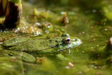 Iconographie - Grenouille dans un point d'eau