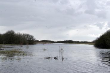 Iconographie - Observation sur le lac de Grand-Lieu avec Alphonse Joyeux